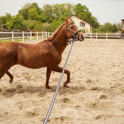 4 high-quality brands of horse training aids
