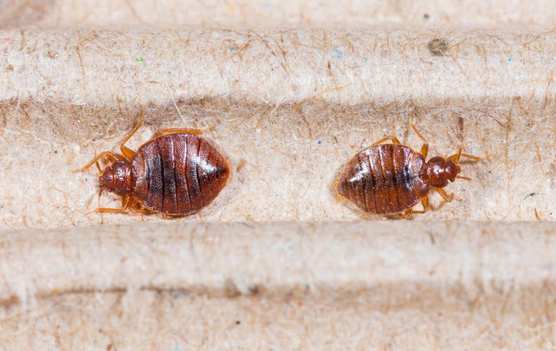 Top 3 bed bug sprays you can consider