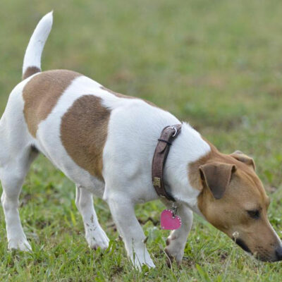 Dog Collars – How to Choose Them