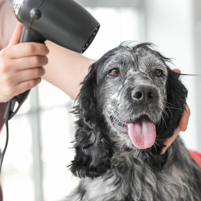 Pet Fur Grooming – Importance, Mistakes, and Tips